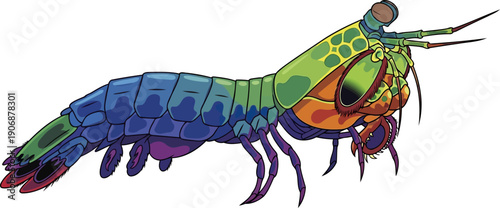 Vibrant mantis shrimp illustration showcasing colorful armor and eyes