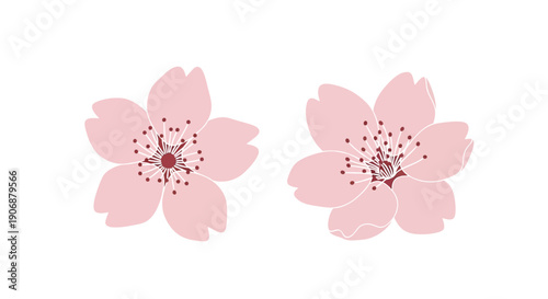Two delicate pink cherry blossom flowers with detailed stamens and petals, illustrated on a clean white background, symbolizing spring.