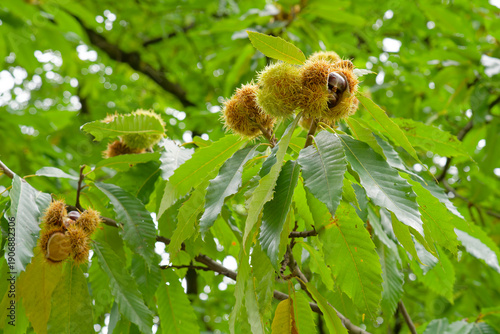 Quadro em tela Früchte der Edelkastanie, Castanea sativa