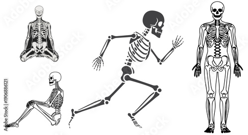Human skeleton poses vector set – sitting, running and standing anatomy illustrations
