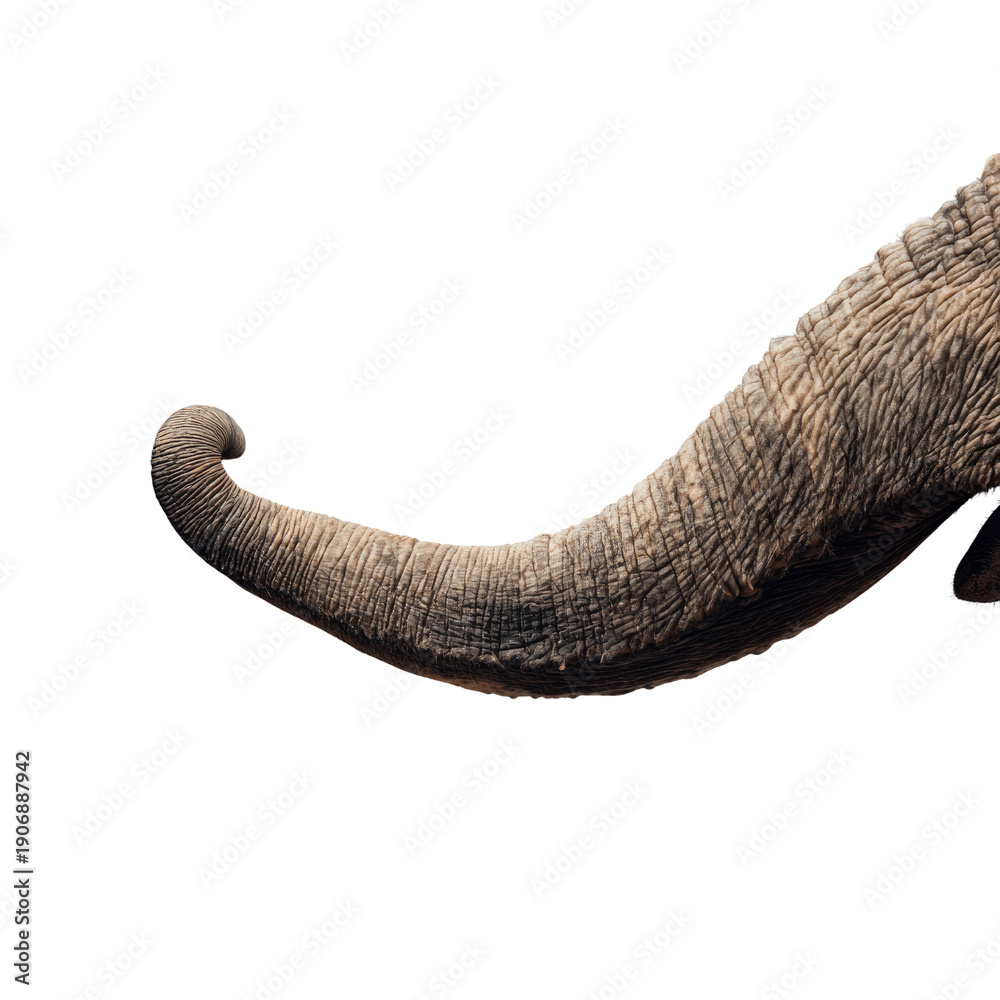 Obraz premium Elephant Trunk: An up-close view of a textured elephant trunk, its tip curled elegantly, showcasing the animal's unique feature.