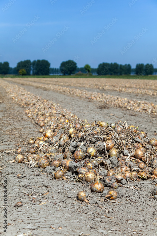 Fototapeta premium Uien liggen te drogen op de akker, daarna worden de uien van het veld gehaald en verwerkt