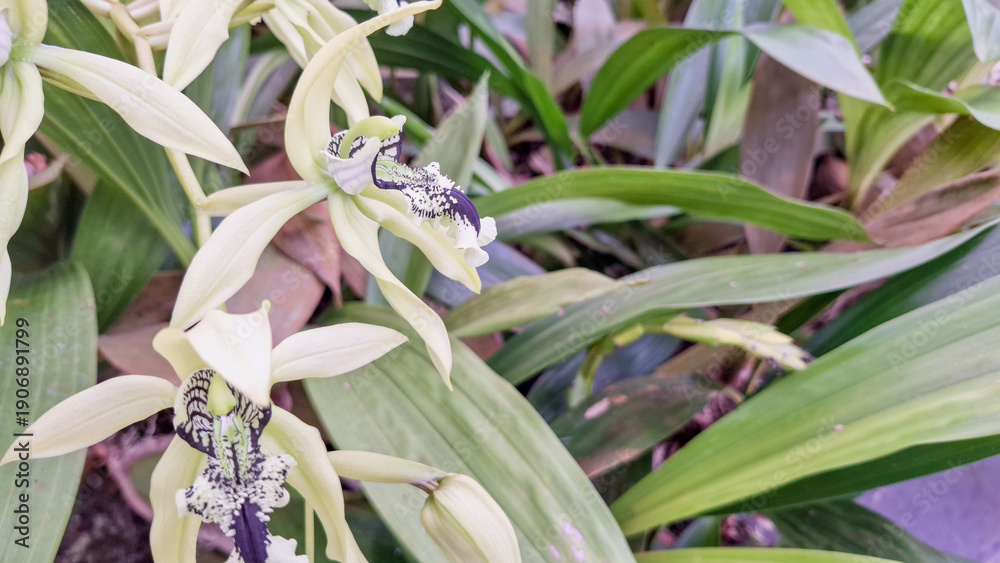 Fototapeta premium Close-Up of Black Orchid Coelogyne Pandurata Flower