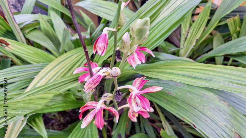 Obraz premium Phaius Nun's-hood ‘tankervilleae orchid’ Swamp Orchid. Flower photography
