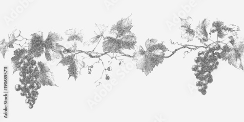 Graphic drawing of a grape branch in fine stipple detail, aged with faint grit, speckles and grainy photocopy texture.