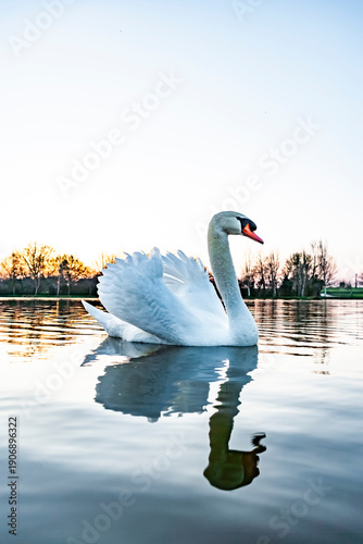 Weißer schwan in einem blauen See
