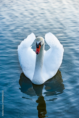 Weißer schwan in einem blauen See