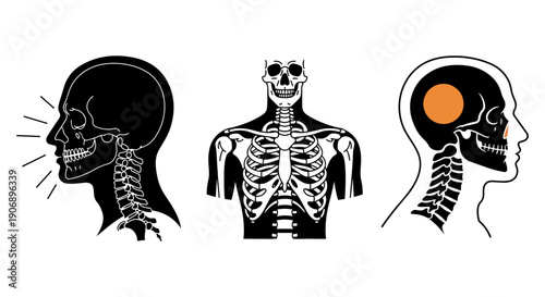 Human skull and upper body anatomy vector set – side view and skeletal structure illustrations