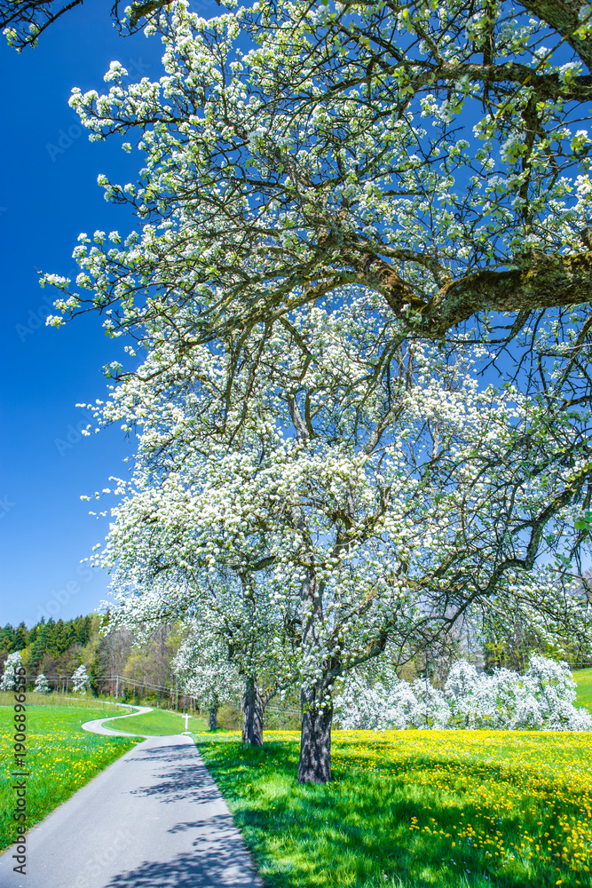 Naklejka premium Landstraße in einer landschaft mit blühenden Obstbäumen