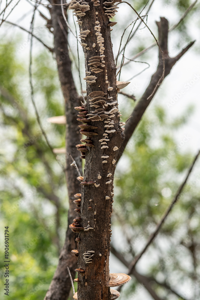 Fototapeta premium Bracket fungi growing on tree trunk in forest