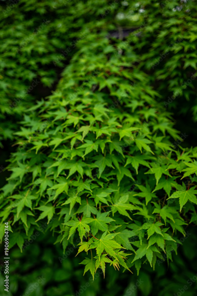 Fototapeta premium Lush green japanese maple foliage background