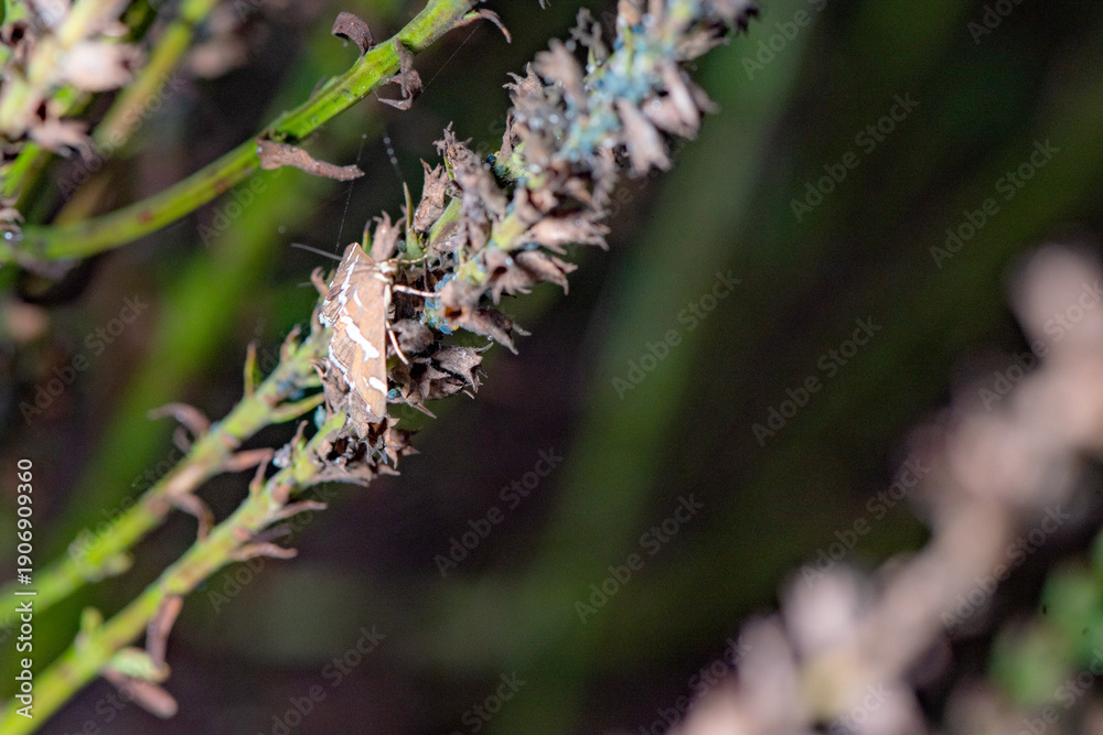 Fototapeta premium Spoladea recurvalis perches on withered flower stems.