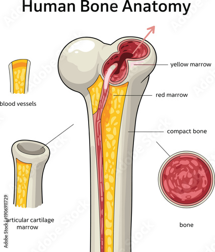 Human bone anatomy cross section diagram showing compact bone, red marrow, yellow marrow, blood vessels and articular cartilage in medical education illustration