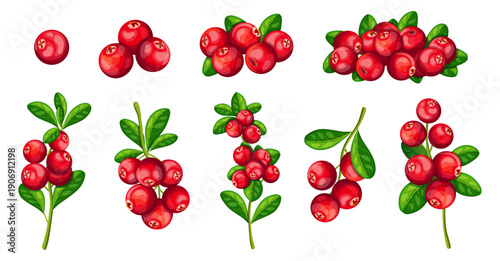 Set of red fresh cranberries in cartoon style. Vector illustration of healthy, ripe cranberries, whole, bunch, various branches with green leaves, isolated on white background. Sweet and sour berries.