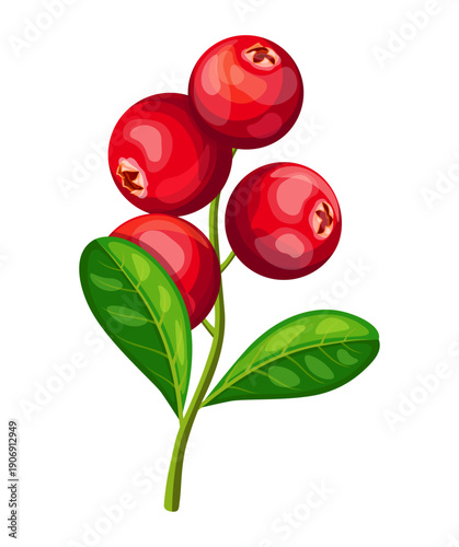 Red cranberry branch in cartoon style. Vector illustration of healthy, fresh, ripe cranberries, whole, bunch, green leaves isolated on white background. Sweet and sour berries.
