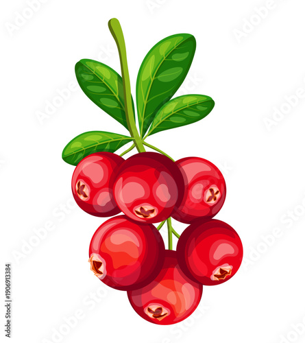 A branch of fresh cranberries in a cartoon style. Vector illustration of a branch of red, vitamin, ripe cranberries, green leaves isolated on a white background. Useful sweet and sour berries.