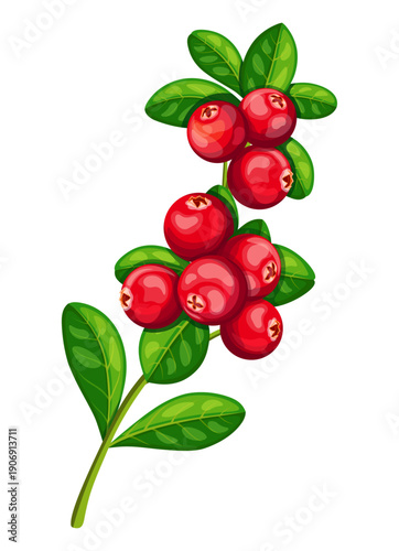 A branch of useful cranberries in a cartoon style. Vector illustration of a branch of fresh, red, cranberries and green leaves isolated on a white background. Ripe sweet and sour berries.
