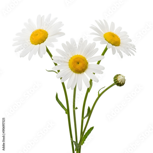 Three white daisy flowers with yellow centers and green stems, plus one closed bud, isolated on transparent background