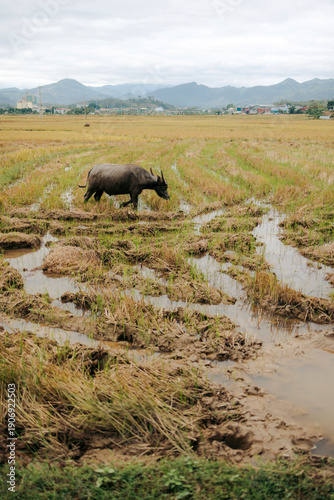 Water buffalo grazing in a muddy, expansive rice field with mountains in the background. Dien Bien Phu, Dien Bien, Vietnam