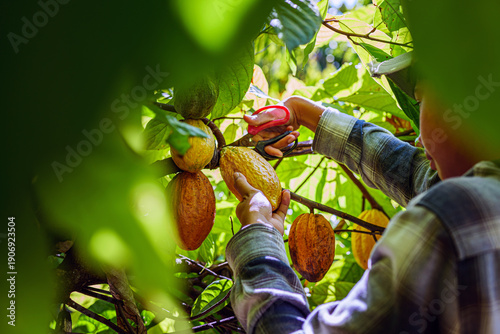 Young Farmer Harvesting Ripe Cacao pods from Tree