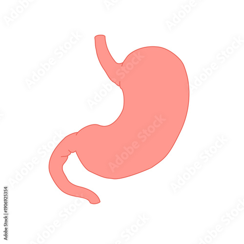 stomach illustration isolated on white background, stomach anatomy, stomach acid, stomach vector for design, medical poster, and education.