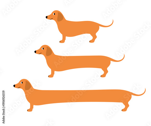 Vector set of illustrations with dachshunds of different lengths