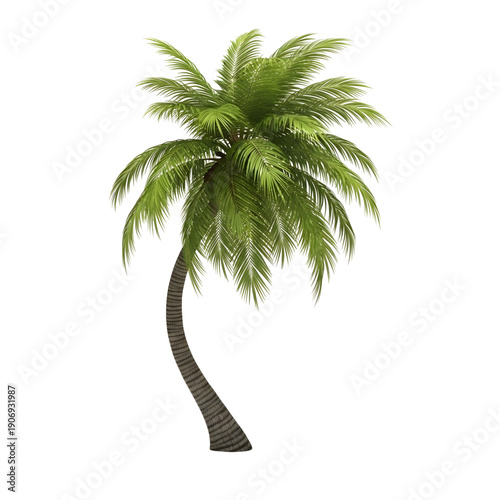 A lone palm tree stands tall with lush green leaves against a clear white background from a front viewpoint