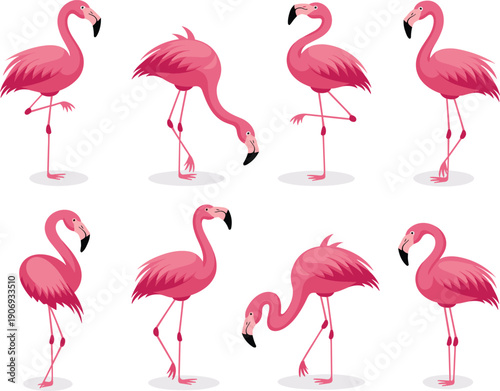 Pink flamingo vector illustration set, elegant bird poses with tropical style, decorative artwork for nature themes, exotic wildlife design inspiration, festive background