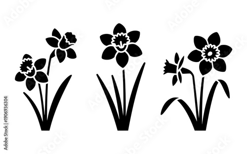 Three black and white daffodils on white background