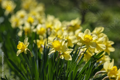 Spring Floral Display, Bright Daffodils Sway Gently, Vivid Yellow Daffodils Flourish Along Roadside During Springtime