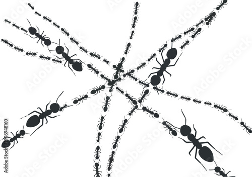 Ants marching in formation on multiple paths from a top-down viewpoint