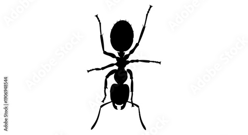Black spider vector illustration isolated on a white background with a simple and creepy arachnid design