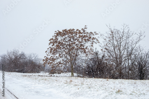 Wallpaper Mural Open snowy field with bare trees during gentle snowfall near urban area. Concept of winter landscape, cold season, nature near the city, calm atmosphere and seasonal change. Torontodigital.ca