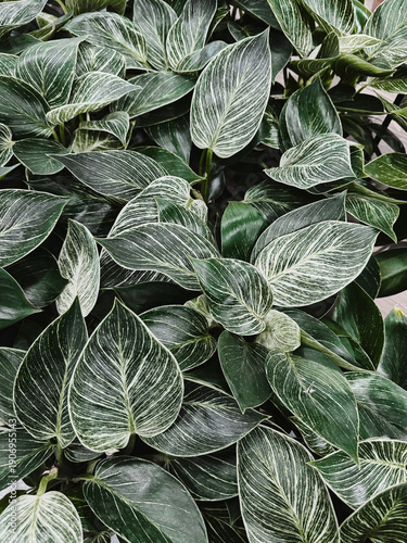 Philodendron green princess variegated foliage background texture. Houseplants for indoor interior. Plant shop