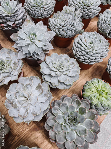 Top view of various succulent plants in small pots on wooden table. Garden center. Plant nursery