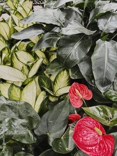 Tropical foliage background with anthurium flowers, philodendron and dieffenbachia leaves. Garden center. Houseplants for home decor
