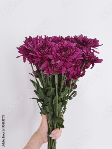 Hand holding bouquet of burgundy chrysanthemum flowers on neutral background