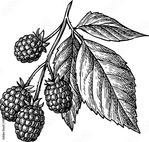 Blackberry branch with leaves. Isolated ink sketch. Hand drawn vintage engraving illustration.