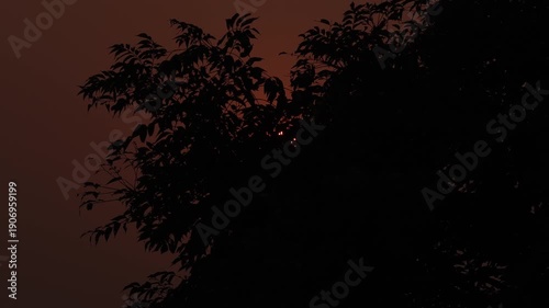 silhouette of tree SUNRISE 