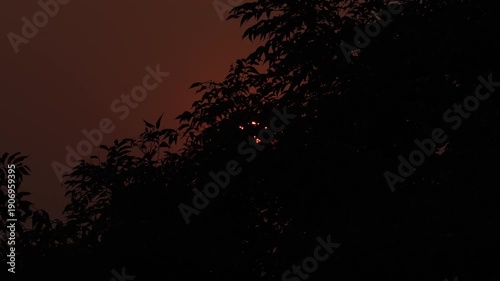 sunset in the forest sunset