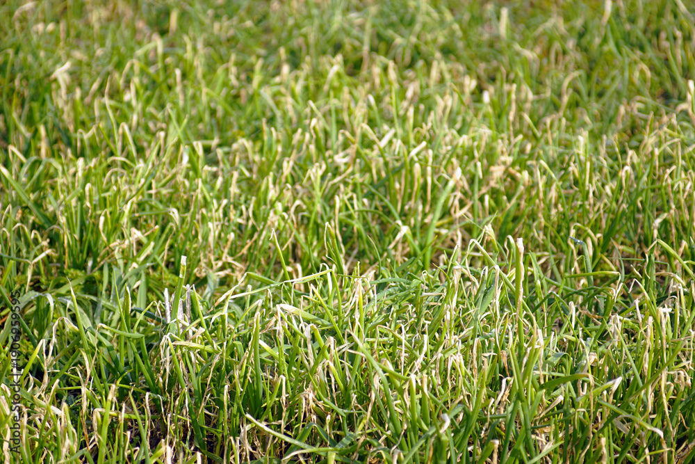 Obraz premium Detailed view of densely planted onion shoots with dry tips. Represents crop health evaluation, early-stage stress detection, nutrient signaling processes, and applied agronomy observation practices.