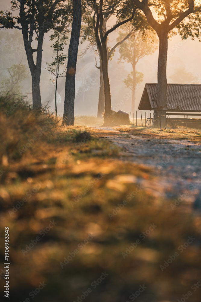 Naklejka premium Misty forest sunrise cabin countryside nature trees sunlight morning rural landscape wooden hut peaceful atmosphere foggy environment tranquil scenery with warm golden light through tall trees