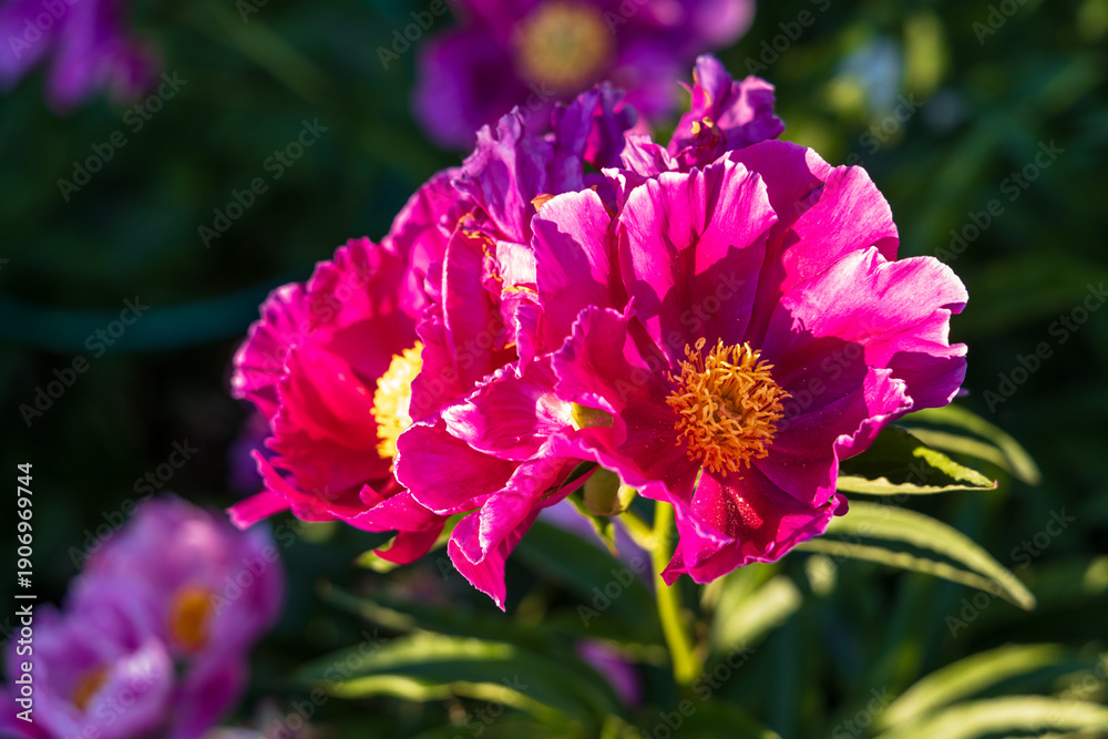Obraz premium Dark pink peony flower opening its petals in the sunlight