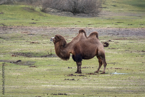 Two-Humped Bactrian Camel Standing in Open Field Under Tree Line, Calm and Curious