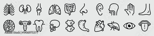anatomy icon