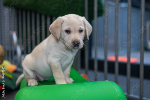 Light blonde Labrador puppy climbing onto a green play structure; dog, animal, pet, companion animal, mammal, domestic dog, guide dog, dog with a mission