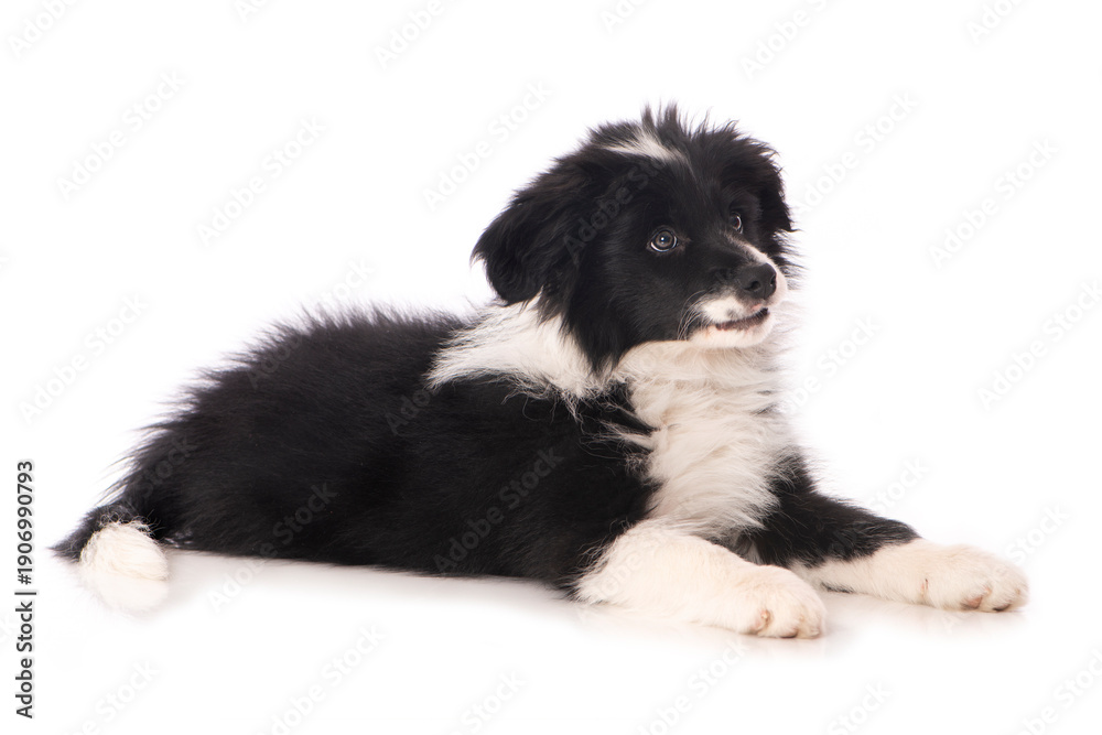 Fototapeta premium Liegender Border Collie Welpe isoliert auf weißem Grund
