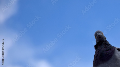 Foto A curious pigeon against a bright blue sky.
