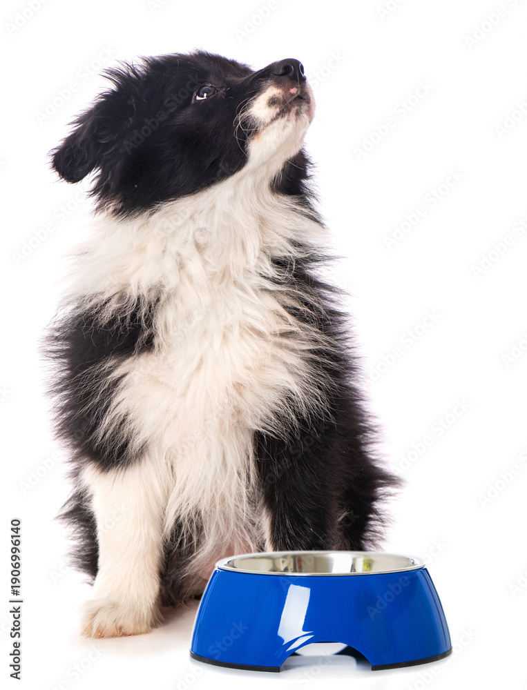 Obraz premium Border Collie Welpe mit Futternapf