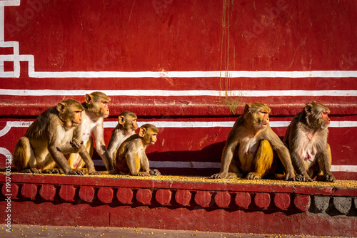 Canvastavla Rhesus macaque monkey family in Galta Ji temple courtyard Jaipur